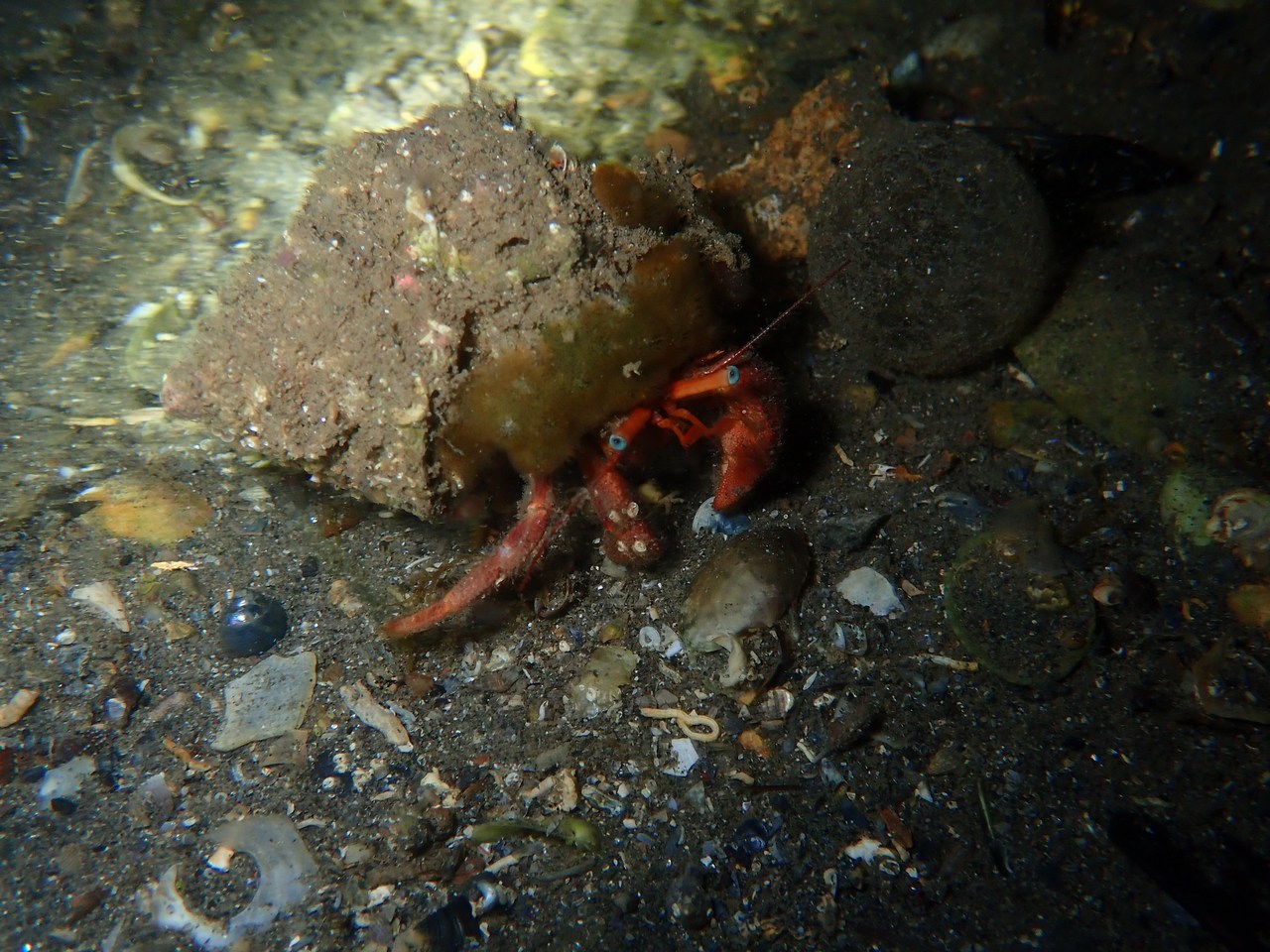 Pagurister eremita
